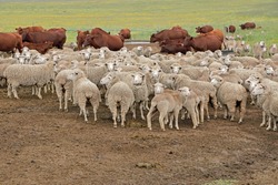 Free-range merino sheep and cattle in natural rangeland on a rural South African farm