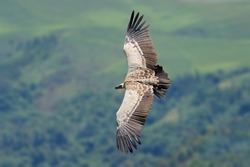 An endangered Cape vulture (Gyps coprotheres) in flight, South Africa