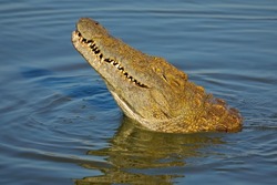 Portrait of a large Nile crocodile (Crocodylus niloticus) in water, Kruger National Park, South Africa