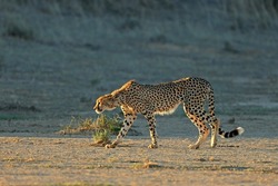 A cheetah (Acinonyx jubatus) stalking in natural habitat, Kalahari desert, South Africa