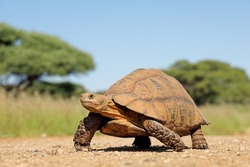 Leopard tortoise (Stigmochelys pardalis) walking in natural habitat, South Africa