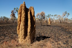Massive cathedral termite mounds (Nasutitermes triodae), Kakadu National Park, Northern Territory, Australia