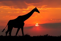 A giraffe silhouetted against a dramatic sunset with clouds, South Africa