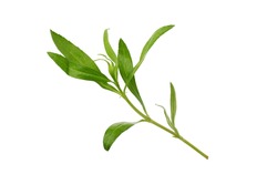 Fresh tarragon herbs, Tarragon herbs close up isolated on white background.