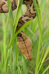 Boa Snake in the grass, Boa constrictor snake on tree branch.