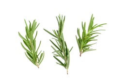 Rosemary Leaf Herbal is Spices Isolated over White Background