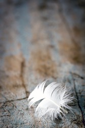 White feather on old timber background.  Great grunge textures.
