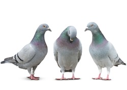 trhee pigeon bird friend sad story on white background