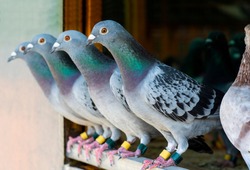 homing pigeon in home loft