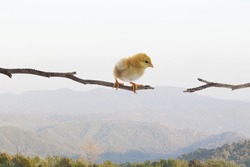 new born chick standing on dry tree branch and try to jumping to another side  use for risk and dangerous 