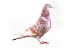red-checker homing pigeon isolated white background