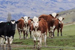 livestock in rural farm southland new zealand