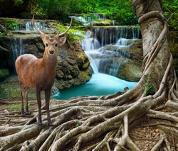 sambar deer standing beside bayan tree root in front of lime stone water falls at deep and purity forest use for wild life in nature theme