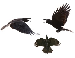black birds crow flying mid air show detail in under wing feather isolated white background