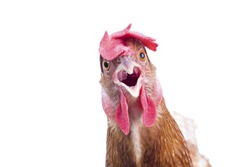 close up of brown chicken head open mouth surprising emotion  isolated white background,funny animals theme