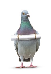 full body of pigeon bird and paper letter message hanging on breast for media ,pres and communication theme