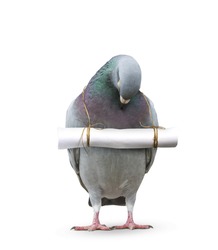 pigeon bird and paper letter message hanging on neck for communication technology and press media in future