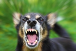 Barking enraged shepherd dog outdoors. The dog looks aggressive, dangerous and may be infected by rabies.