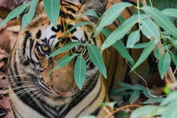 Closeup of a tiger head at Bandhavgarh National Park in India