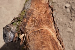 A barkless tree trunk with damaged wood from various pests, traces of crawling worms are visible. Beautiful wood texture with traces of pests on old wood, close up