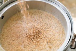 The process of home brewing beer using malt. Craft beer brewing from grain barley pale malt in process.