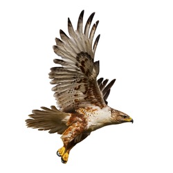 Large Hawk in flight isolated on a white background