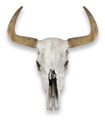 Cow skull with horns