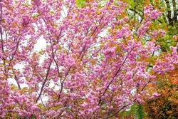 Japanese Flowering Cherry, National Flower of Japan. Japanese Cherry Blossom, Sakura, East Asian Cherry, Prunus Serrulata, Spring Day In Garden. Ornamental Cherry Blossom Trees.	