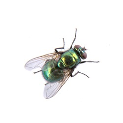Green fly isolated on a black background