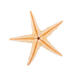Sea starfish isolated on a white background