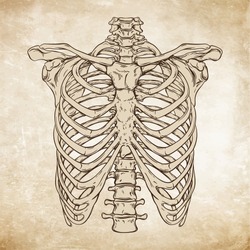 Hand drawn line art anatomically correct human ribcage. Da Vinci sketches style over grunge aged paper background vector illustration