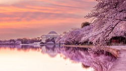 The Jefferson Memorial during the Cherry Blossom Festival. Washington, D.C. in USA