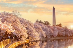 Washington Monument during the Cherry Blossom Festival. Washington, D.C. in USA