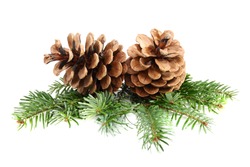 Two pine cones with branch on a white background.