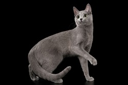 Russian blue cat on a black isolated background