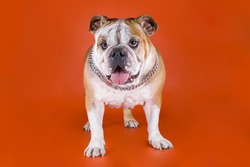 Bulldog on a red background