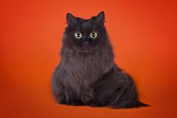 black fluffy cat isolated on orange background