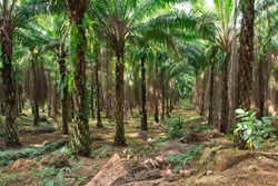 Big Oil Palm Plantation