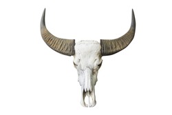 buffalo animal skull head isolated on white background