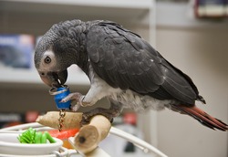 Timneh African Grey in a Bird Store