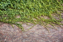 Old stone wall and green ivy