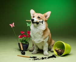 A corgi puppy sitting next to an empty flower pot with plants behind