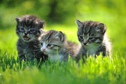 Three striped kittens sitting in the grass