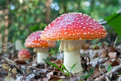three red mushroom growing in the forest