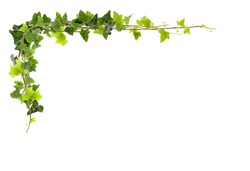 Frame of ivy -Fresh ivy leaves isolated on white background, clipping path included