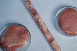 Artificial meat is placed in petri dish glass and inside test-tube on. Glasses with fake meat on a graph paper page. GMO cultured meat analysis. Millimeter page is a background for synthetic food