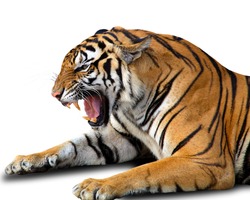 Angry bengal tiger isolated on white