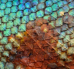 Dragon skin pattern texture background.