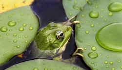 Frog on lily pad a macro background