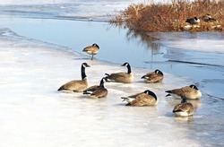 A flock of Canada Geese resting on a snow and ice covered Marsh in early spring
